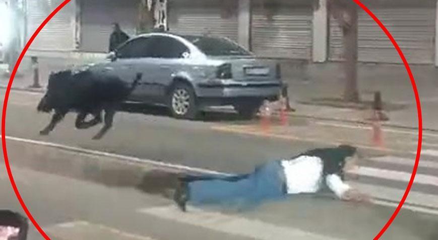 Kent merkezinde domuz saldırısı! 3 kişiyi hastanelik etti, valilikten açıklama geldi