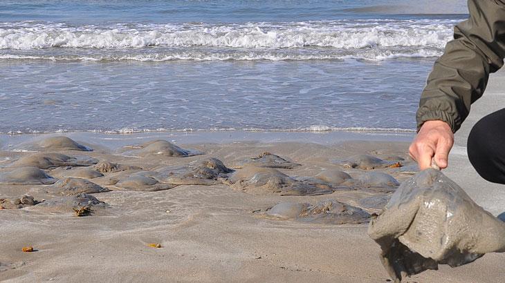Binlercesi bir anda ortaya çıktı, kıyıyı sardı! Mersin'de şaşkına çeviren görüntü