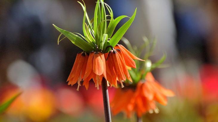 Bu çiçeği koparmanın cezası 700 bin lira! Bir aylık ömrü var